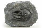 Detailed Scotoharpes Trilobite - Boudib, Morocco #312381-3